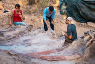 震撼：他在后院挖到欧洲最大恐龙化石，长25米