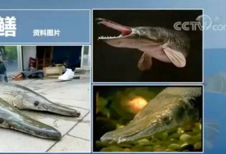 近期多地发现“怪鱼”鳄雀鳝 究竟什么来头