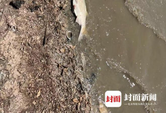 长江流域遇罕见旱情：洞庭湖漂死鱼