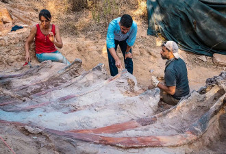 葡萄牙发现腕龙骨骸 或欧洲最大恐龙化石