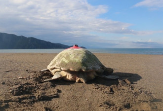 从土耳其游到义大利 赤蠵龟旅程点阅率破700万