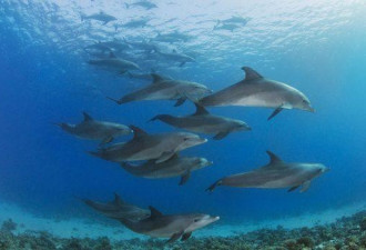 俄乌战争破坏黑海生态 5千只海豚因俄军声纳死亡