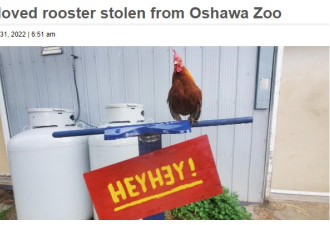 奥沙瓦动物园一只公鸡被偷走