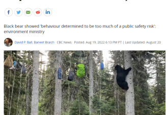 加拿大黑熊上树偷包，熟练使用轮滑系统