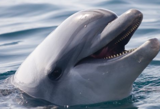 5000只海豚，被俄军黑海舰队杀了