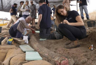 2.5公尺巨大史前象牙出土 疑为50万年前人类猎杀