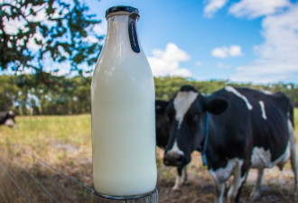 分析：不是奶牛产的“合成奶”你会买吗？