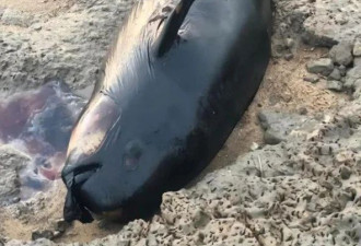 驴友在鄱阳湖滩发现江豚尸体 系今年死亡