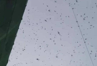 四川上空出现大量蝙蝠群 是地震的前兆