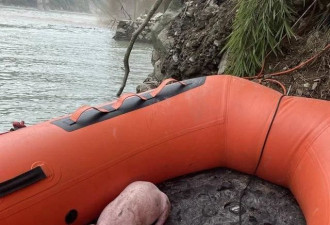 泸定地震中的猪坚强 被消防员救起时正在游泳