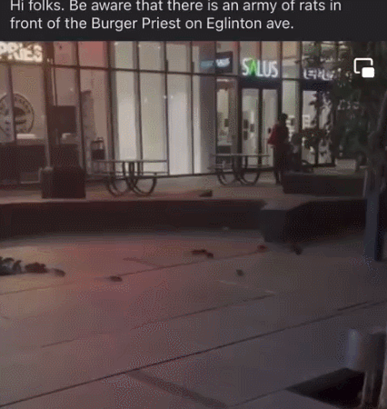 吓死！多伦多Yonge街餐馆前街道惊现十几只老鼠疯狂乱窜！
