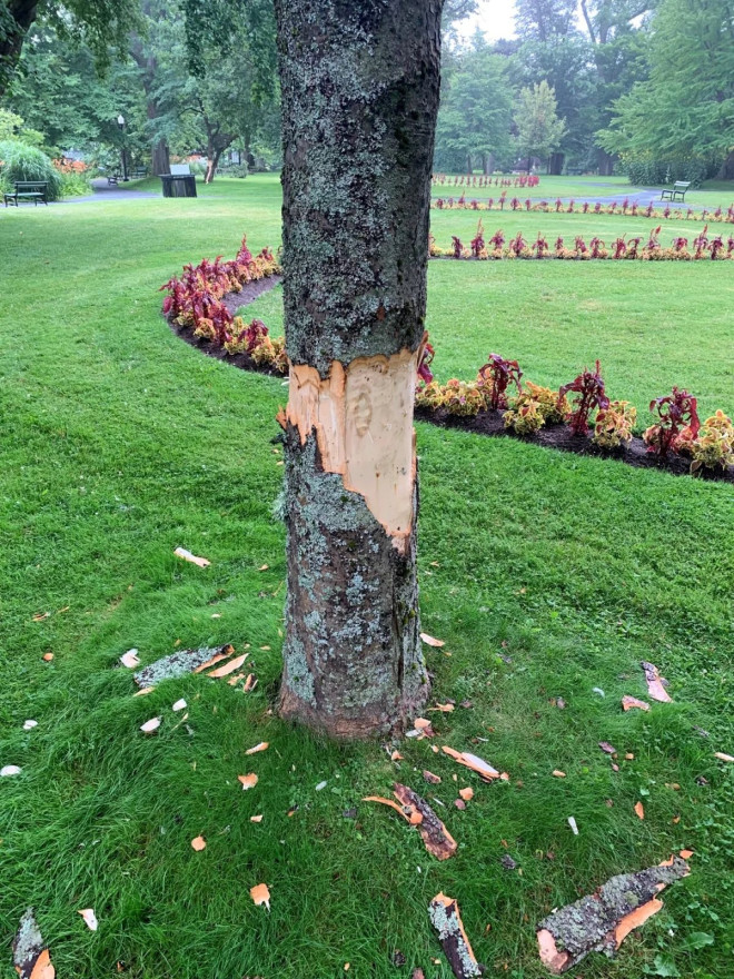 One of the damaged trees in the Halifax Public Gardens.
