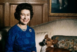 英女王逝世，她留下的一群柯基犬怎么办？