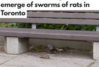 多伦多老鼠成灾！TTC公交车站又惊现大批老鼠！吓坏等车乘客！