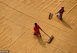 小麦之后，印度又对大米出手，在下什么棋？