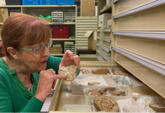 科学家找到最古老心脏，距今3.8亿年