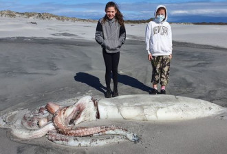 眼睛大如餐盘，沙滩惊见4米“深海巨兽”尸体