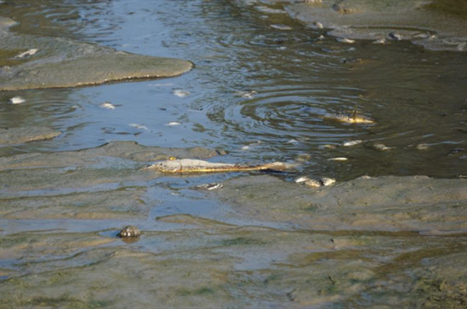 Twickenham pond drain