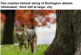 袭击事件频发 Burlington市政已捕杀两只咬人郊狼