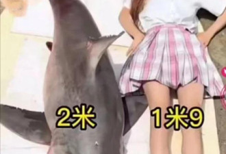 网红烹食大白鲨后续:渔民处转手购得
