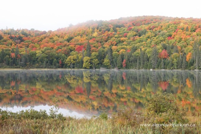 Fall colours along Highway 60 in Algonquin Park on October 1, 2021.