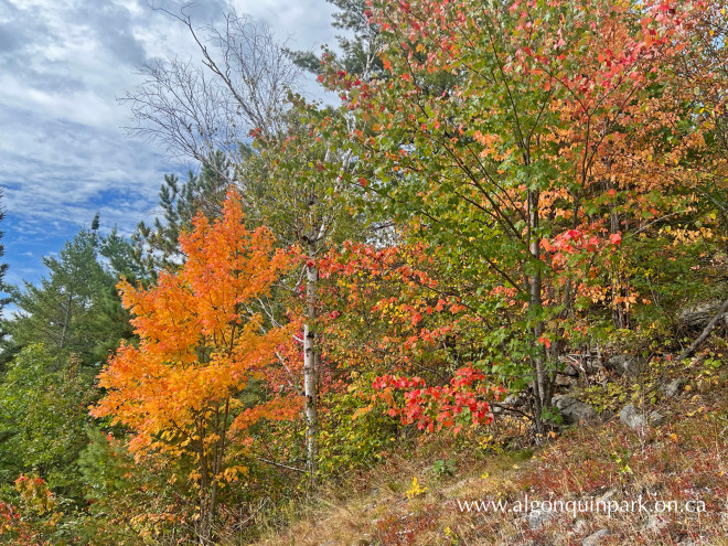 Fall colour on a dry hillside along Highway 60 in Algonquin Park on September 12, 2022 