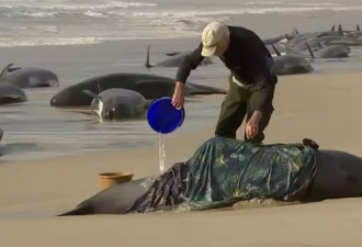 230头领航鲸搁浅澳洲海岸 半数恐已死亡