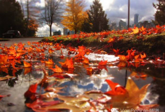一雨入秋，又到了枫叶最美的季节，温哥华大热赏枫地都在这里！