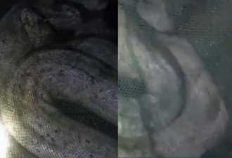 50公斤巨蛇躲池塘吃到饱 见它真身吓傻