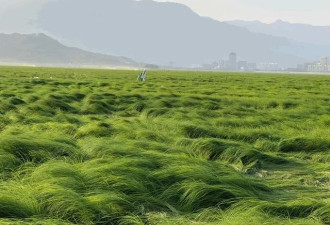 湖床成“草海”！重度干旱73天,鄱阳湖刷最低水位