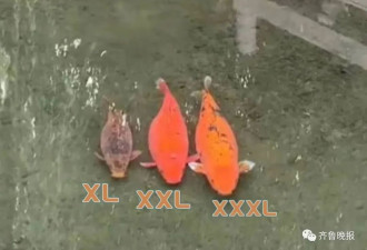 “XL、XXL、XXXL”…济南趵突泉3只胖锦鲤同框！