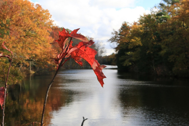changed leaf in foreground of view of river