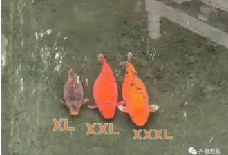 “XL、XXL、XXXL”… 3只胖锦鲤同框
