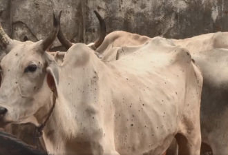 印度18.5万头牛感染这种病 会传染给人吗？