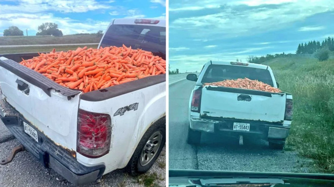 Ontario driver hauling carrots.