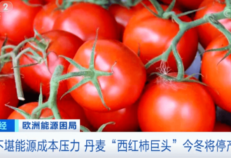 15年来首次，这个国家“西红柿巨头”停产