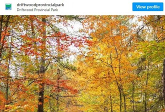 绝美！安省7个适合赏枫的省立公园：徒步穿梭在无尽秋色中！
