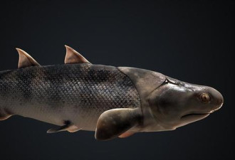 中国科研团队证实人类是从鱼进化来的