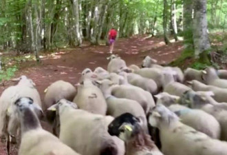 法国女子在林中慢跑 被100只羊紧随身后