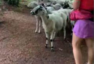 法国女子在林中慢跑 被100只羊紧随身后