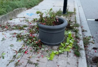 约克区大量街道盆栽遭破坏