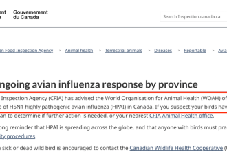 最大禽流感入侵加拿大！已有禽传人病例