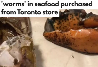 多伦多华人从知名中国海鲜店买的龙虾爬出&quot;蠕虫&quot;！店家回应！