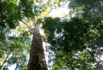 亚马逊“树王”25层楼高 科学家估树龄逾400岁