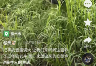 吃草不正经 柳州市的牛被网暴:网友教牛吃草
