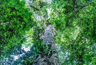 亚马逊“树王”逾400岁 25层楼高！