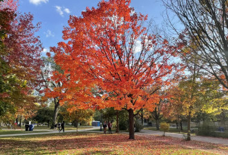 多伦多公园一颗枫树”烧“起来 爆红成全城新网红景点