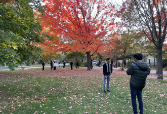 多伦多公园一颗枫树”烧“起来 爆红成全城新网红景点