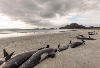 477只鲸鱼集体死亡！尸横沙滩触目惊心