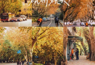 杭州那些好看的 秋天最美8条路合集